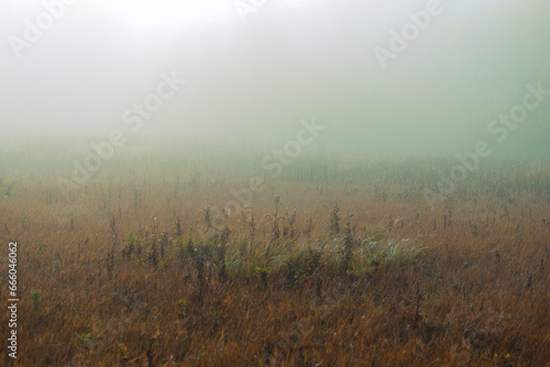 Panorama of the meadow on a foggy morning