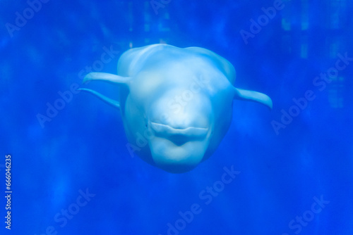 Fotografie Beluga whale playing in blue water