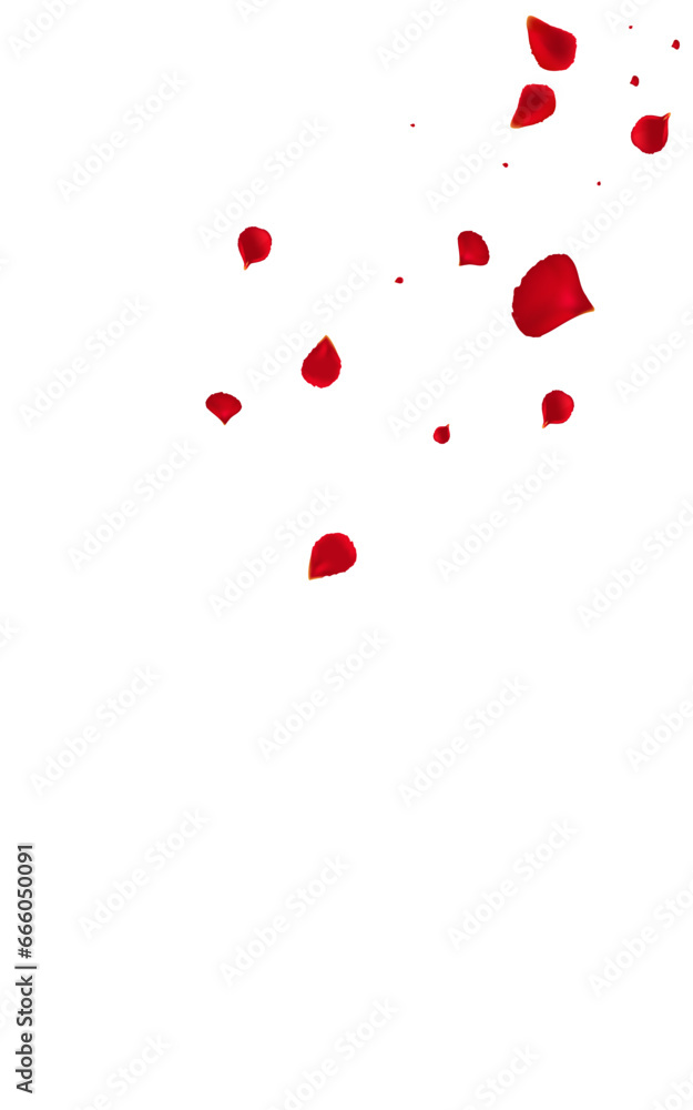 Delicate Cherry Falling Vector White Background.