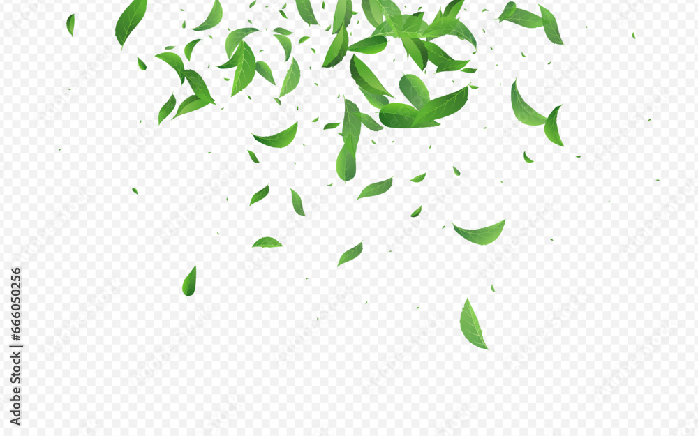 Grassy Leaf Spring Vector Transparent Background Grassy Leaf Spring Vector Transparent Background