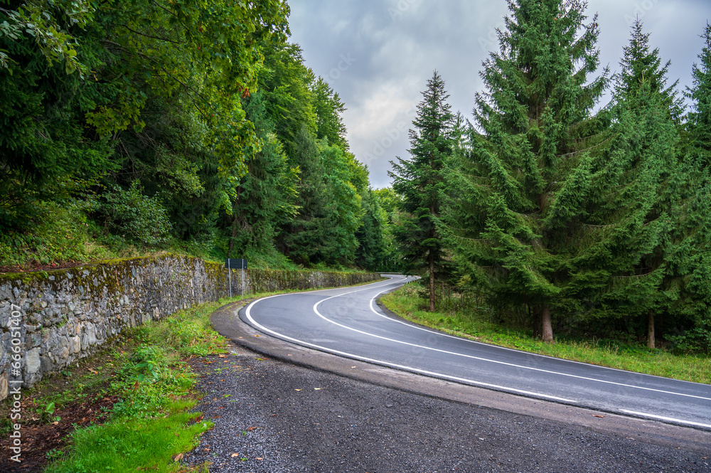 Fototapeta premium Asphalt road in nice forest.