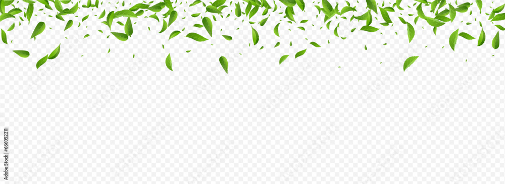 Mint Greens Fresh Vector Panoramic Transparent Mint Greens Fresh Vector Panoramic Transparent