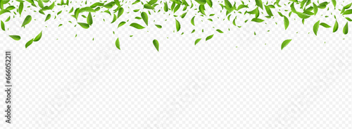 Mint Greens Fresh Vector Panoramic Transparent