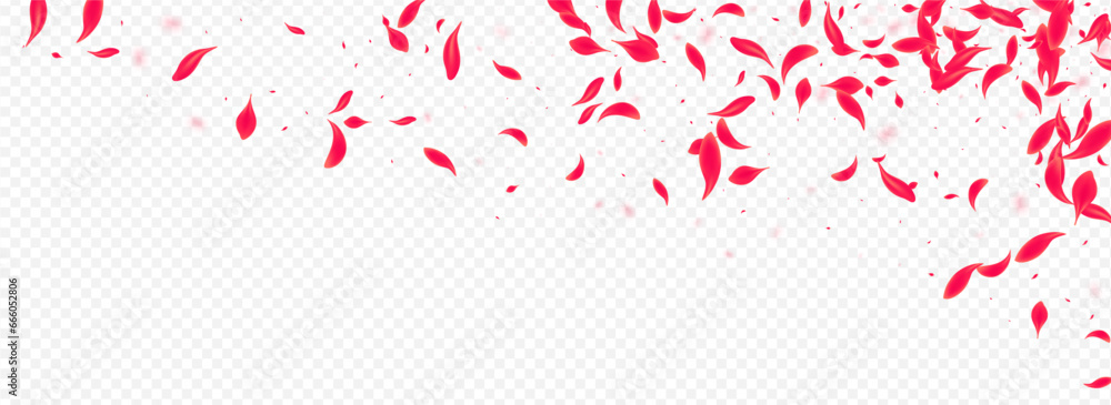 Pink Lotus Vector Transparent Panoramic Pink Lotus Vector Transparent Panoramic