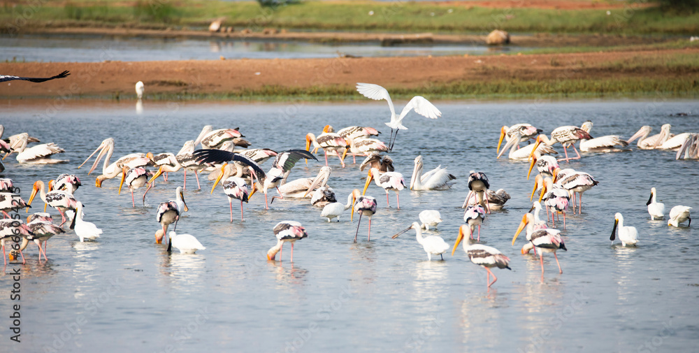 Water birds in a lake. Painted storks, spoonbills, pelicans and egrets in a lake