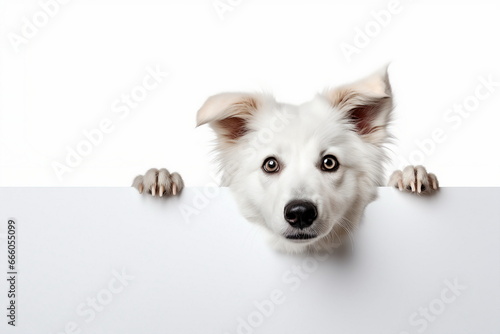 dog hold blank paper on white
