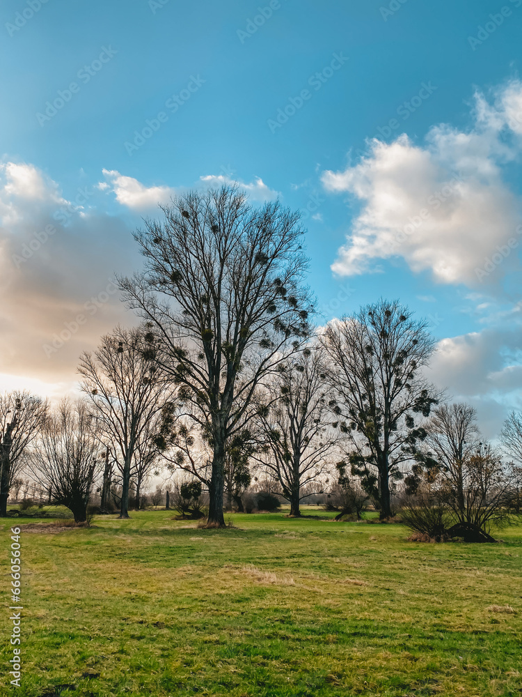 Fototapeta premium trees in the park