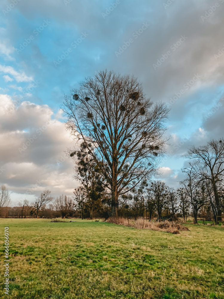 Obraz premium tree on a hill