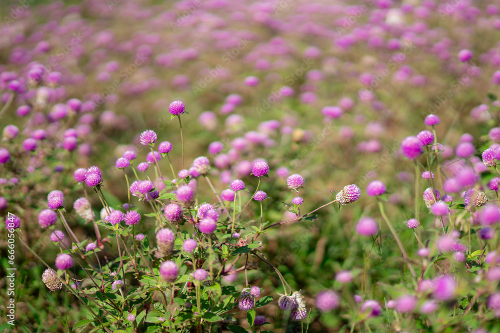 Fototapeta premium ヒメツルソバと、ヒメツルソバを撮る女性