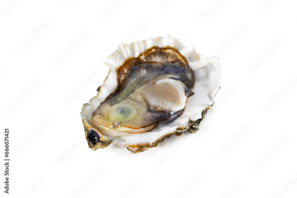 Fresh raw oyster on white or invisible png background Fresh raw oyster on white or invisible png background
