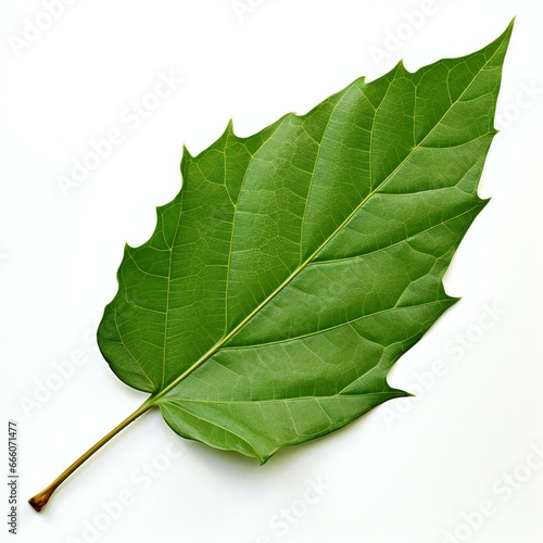 Green leaf on white background    easy extraction