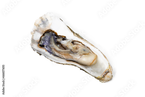 Fresh raw oyster on white or invisible png background top view