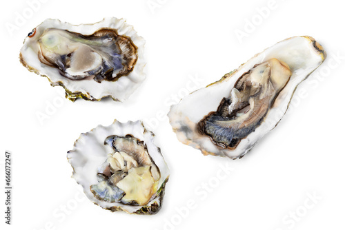 Set Pack of raw oysterson white or invisible png background