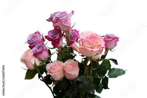 Pink and violet roses isolated on transparent background 