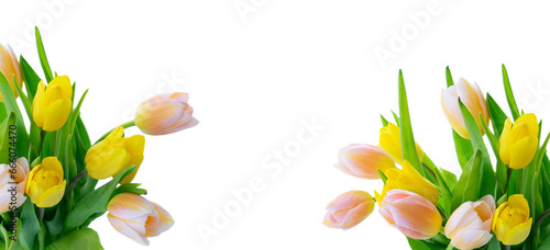 Tulips flowers isolated on transparent background 
