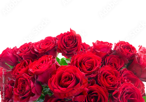 Crimson red rose flowers
