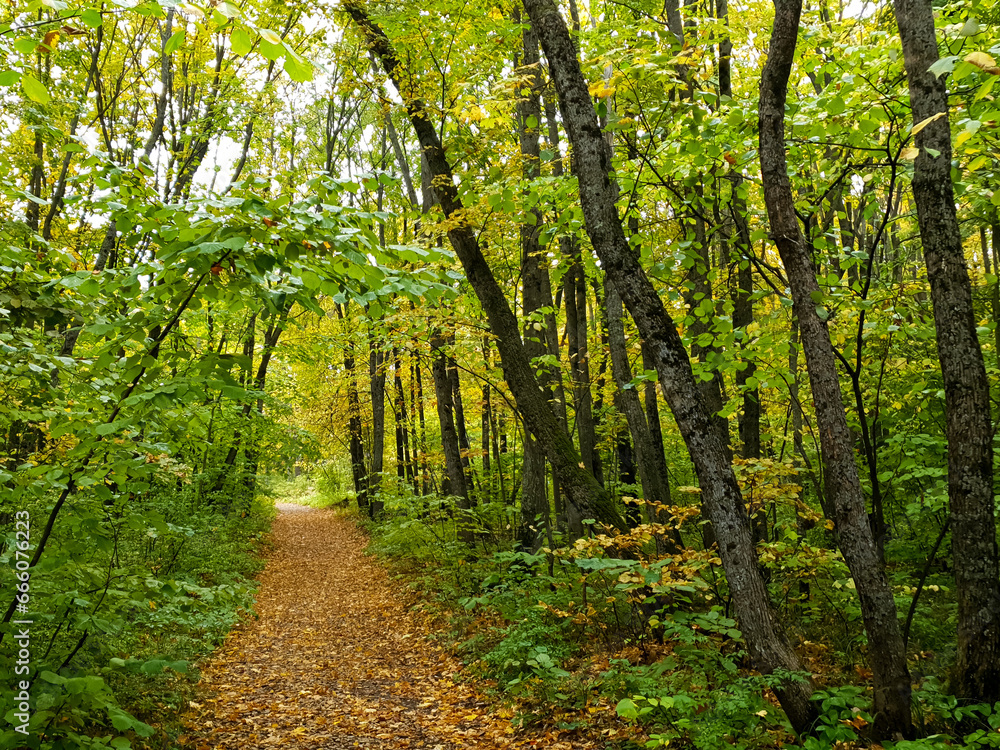 Autumn landscape with a path among forest trees Autumn landscape with a path among forest trees