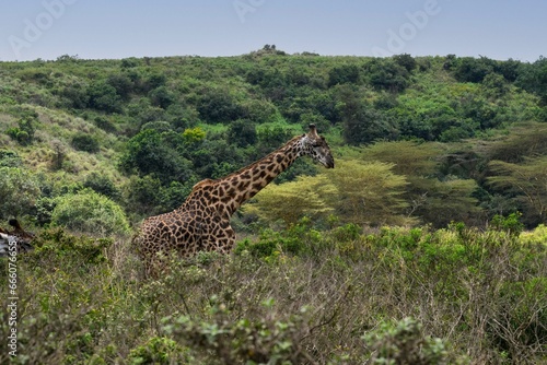 Masai Giraffe  or Kilimanjaro Giraffe  in Arusha National Park
