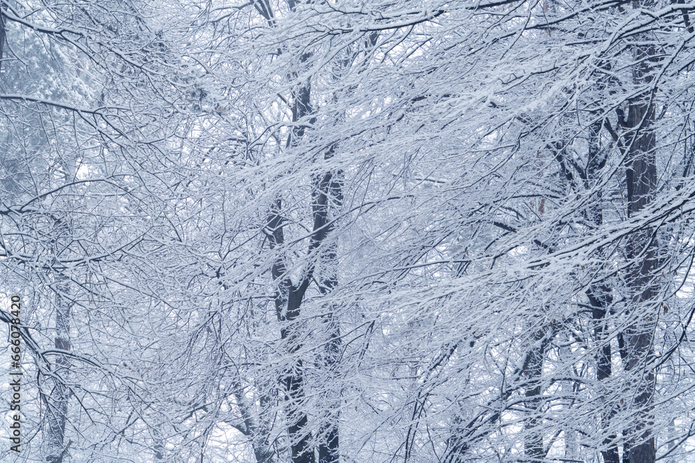 Snow covered winter park during snowfall Snow covered winter park during snowfall
