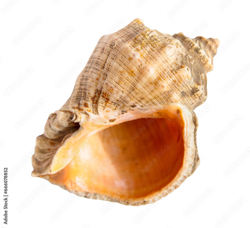 empty sea shell of rapana mollusk isolated on white background empty sea shell of rapana mollusk isolated on white background