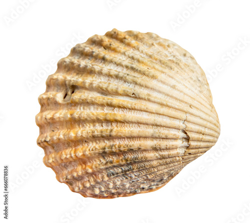 dried sea shell of clam mollusc isolated on white background