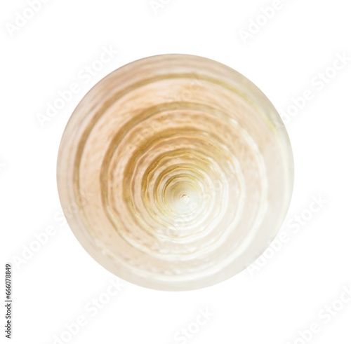 top view of spiral shell of sea snail isolated on white background
