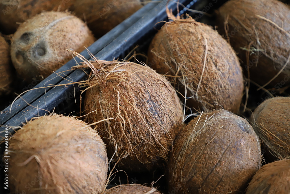 Several coconuts in a black plastic case, fresh delicious coconuts, fruit ready for shipment, field of depth Several coconuts in a black plastic case, fresh delicious coconuts, fruit ready for shipment, field of depth