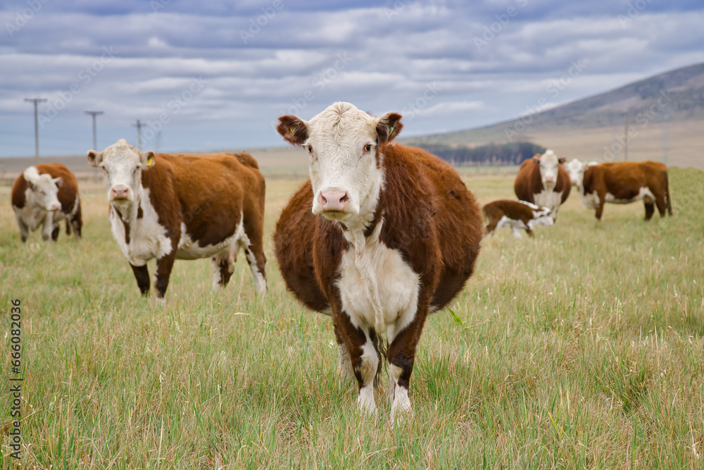 Pregnant brown and white Polled Hereford cow standing looking at the camera next to other similar specimens in an Argentine field Pregnant brown and white Polled Hereford cow standing looking at the camera next to other similar specimens in an Argentine field