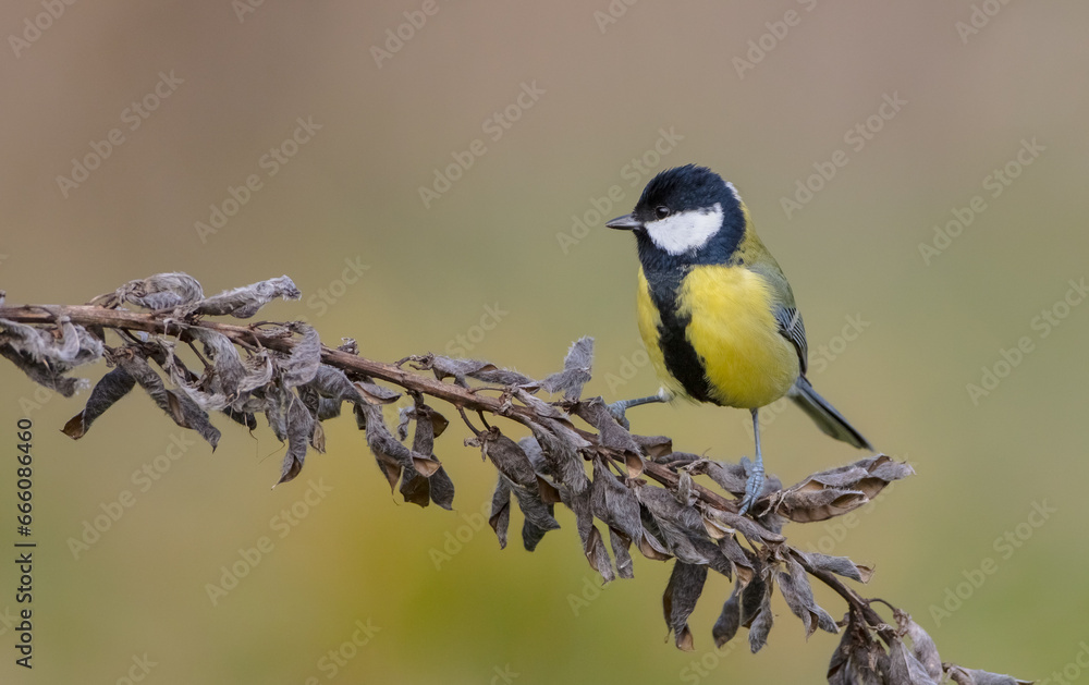 Great tit in autumn at a wet forest Great tit in autumn at a wet forest