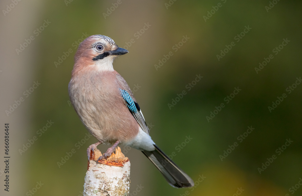 Eurasian Jay - in autumn at the wet forest Eurasian Jay - in autumn at the wet forest