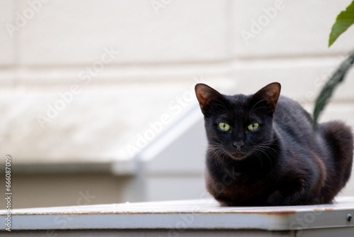 物置の上に座るカメラ目線の黒猫 photo