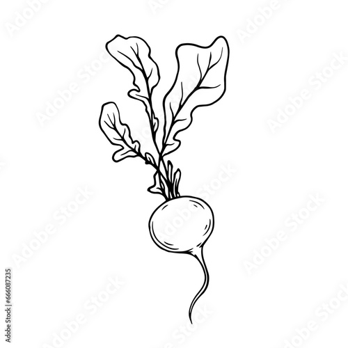 Linear sketch, coloring of radish root vegetable. Vector graphics.