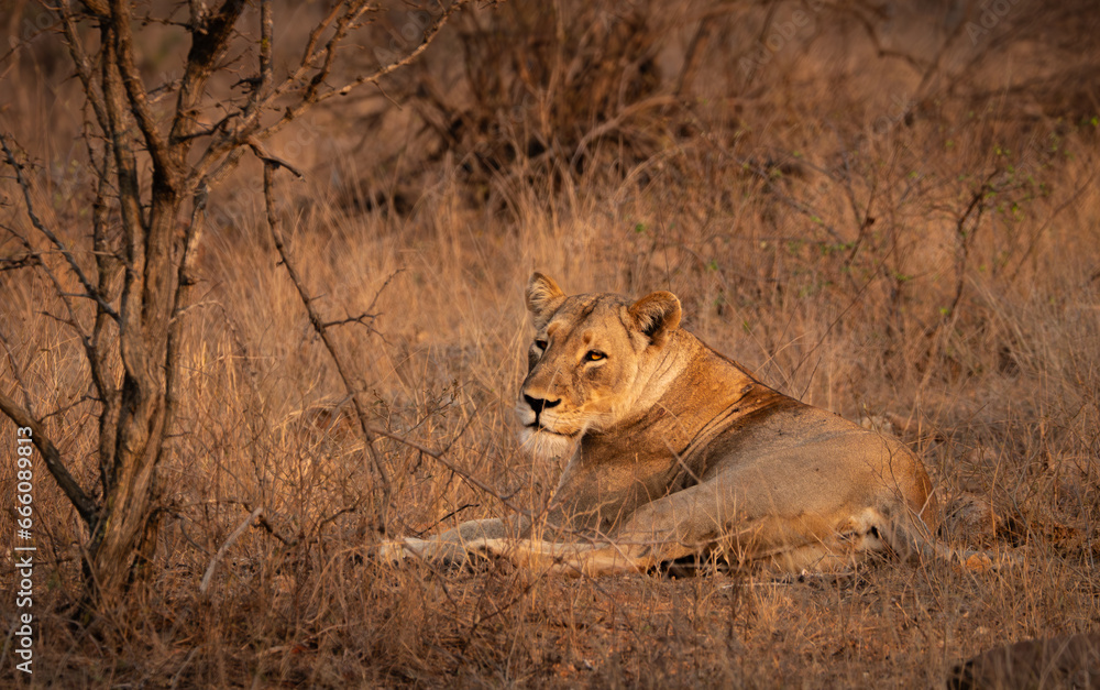 lioness lying relaxed in the savanne in early morning lioness lying relaxed in the savanne in early morning
