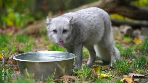 Video of Arctic fox in zoo