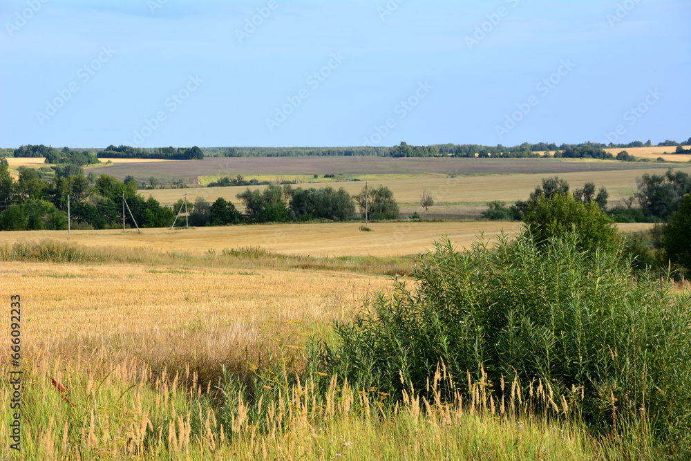 valley with wheat field, blue sky and green bushes copy space 