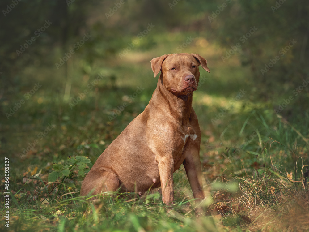 Cute dog resting while walking through the forest. Clear, sunny day. Close-up, outdoors. Day light. No people. Concept of care, education, obedience training and raising pets