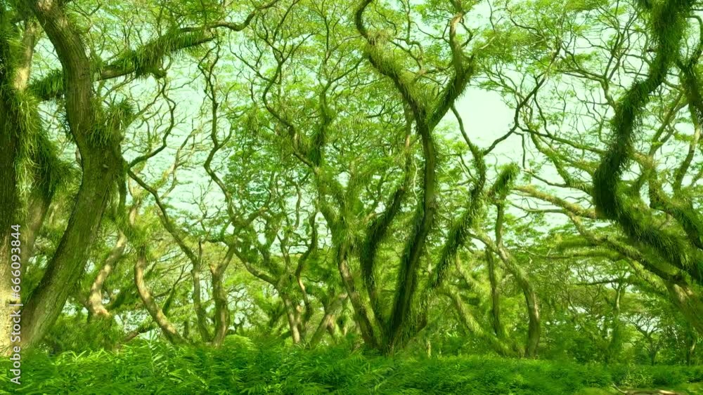 Wildness rainforest in the Amazon jungle, Brazil. Aerial Drone view 4K. Wildness rainforest in the Amazon jungle, Brazil. Aerial Drone view 4K.
