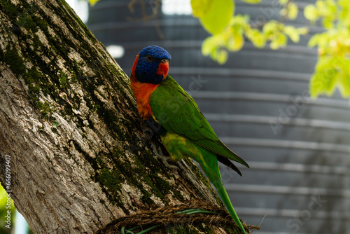 Brightly colored tropical parrots. Brazilian wildlife.