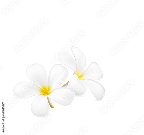 White plumeria flower blooming isolated on white background © sathit