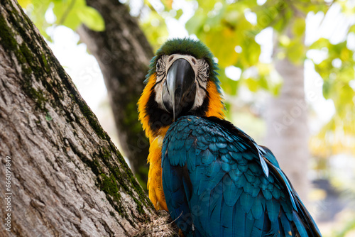 A yellow and blue macaw poses for a photograph. Wild birds of the Amazon. Watching wild birds.