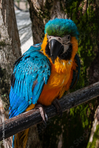A yellow and blue macaw poses for a photograph. Wild birds of the Amazon. Watching wild birds.