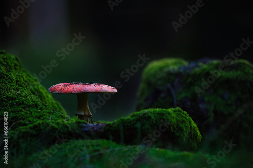 Фотография mushroom in the forest