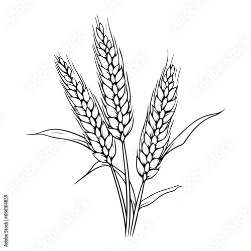outline illustration of a spikelet