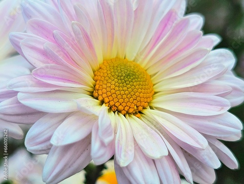 close up of pink flower