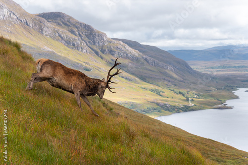 Majestic animal of scottish highlands. Wonderful reindeer near Stac Pollaidh in Scotland. Amaizing view from the peak of this mountain. 