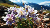 Rocky Mountain Columbine: A Floral Symphony in Colorado - Generative AI