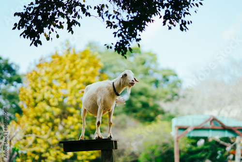 Fototapeta Naklejka Na Ścianę i Meble -  牧場にいる羊とヤギ