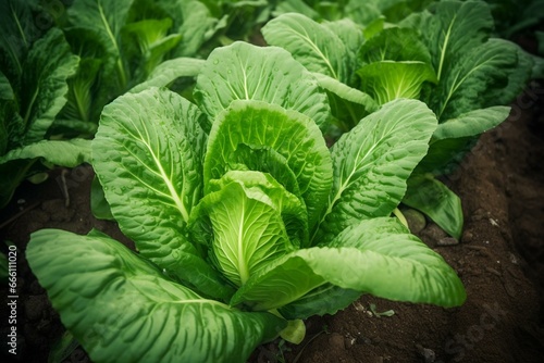 A detailed view of a vibrant green Chinese cabbage growing in the field. Generative AI