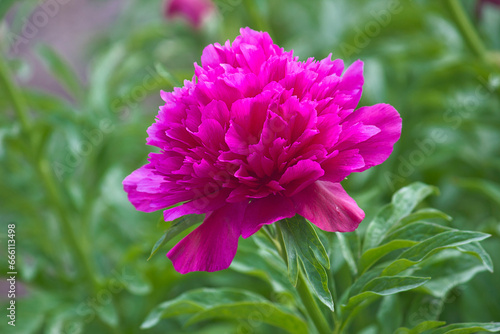 A purple peony flower close-up blooming in a spring garden