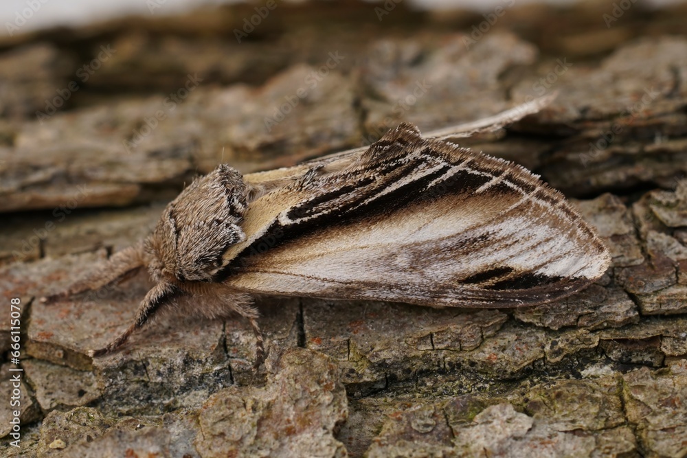 Closeup on the Swallow promintent moth, Pheosia tremula, sitting on wood Closeup on the Swallow promintent moth, Pheosia tremula, sitting on wood